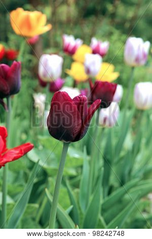 Dark Red Tulip Flower