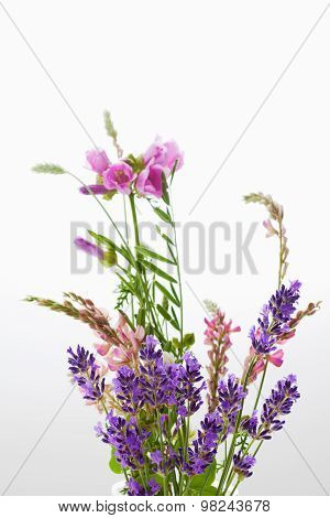 Wild Flowers, Vetch, Crown Vetch And Tufted Vetch
