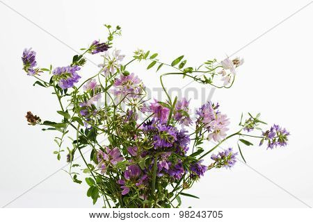 Wild Flowers, Vetch, Crown Vetch And Tufted Vetch