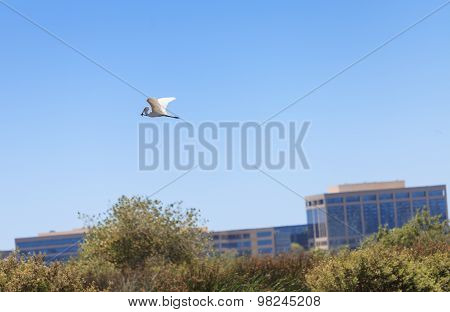 Snowy Egret, Egretta thula