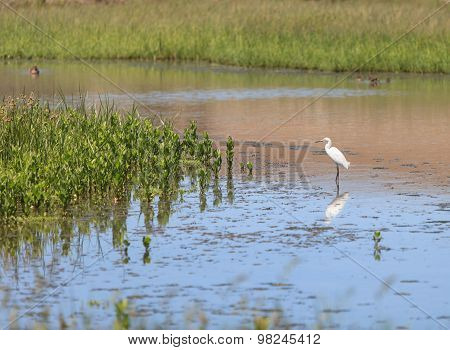 Snowy Egret, Egretta thula
