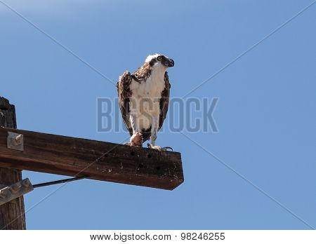 Osprey bird, Pandion haliaetus