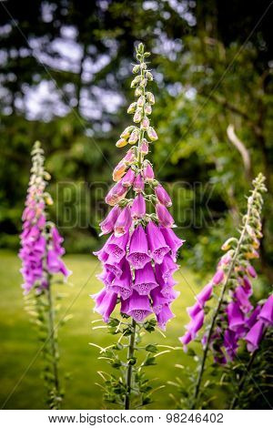 Beautiful Violet Campanula Flower In The Summer
