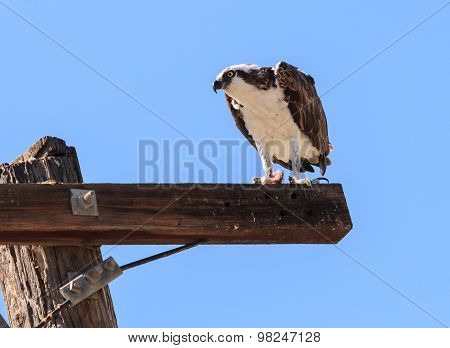 Osprey bird, Pandion haliaetus