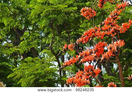 Bastard Teak Flower