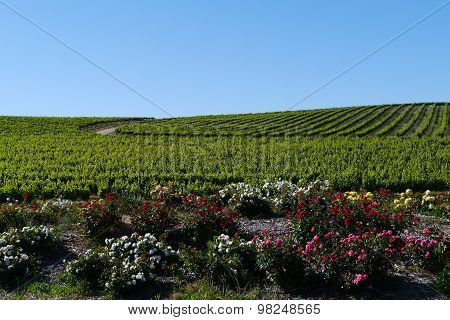 The South Australian wine vineyards