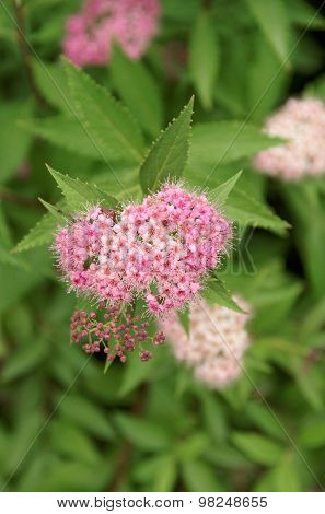 Meadowsweet