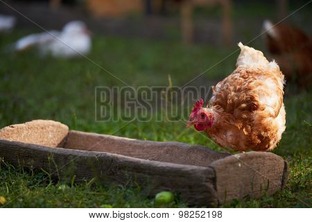 Chicken On Traditional Free Range Poultry Farm