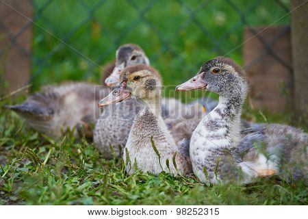 Young Ducks