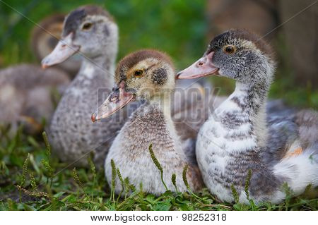 Young Ducks