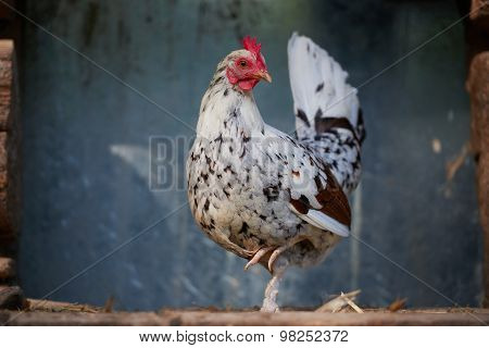 Chicken On Traditional Free Range Poultry Farm