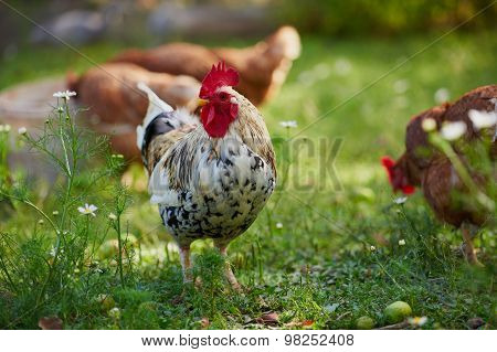 Rooster Or Chicken On Traditional Free Range Poultry Farm