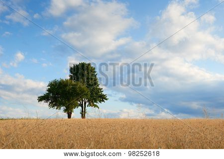Old Green Trees In The Middle Of A Field