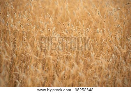 Golden Wheat Field And Sunny Day