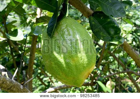 Citrus medica L. var. sarcodactylis (Hoola van Nooten) Swingle - RUTACEAE