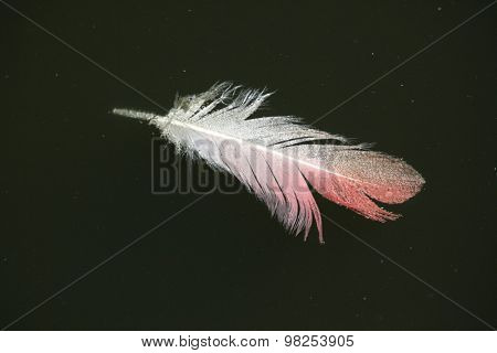Greater flamingo (Phoenicopterus roseus) feather. Wild life animal. 