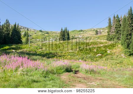 Mountain
