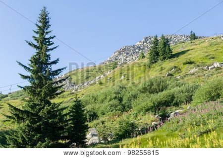 Mountain