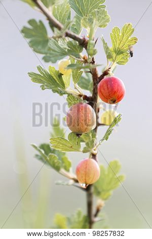 Branch Of Goosberry