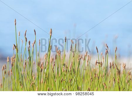 Vegetation In Front Of Defocused Sky
