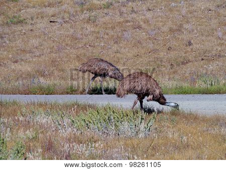 Australian Emu