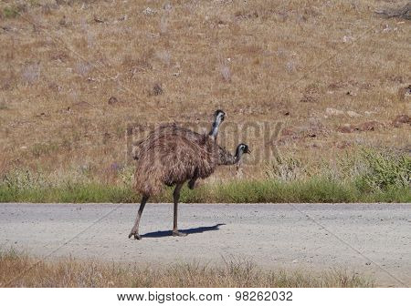 Emu on the road in a rural landscape