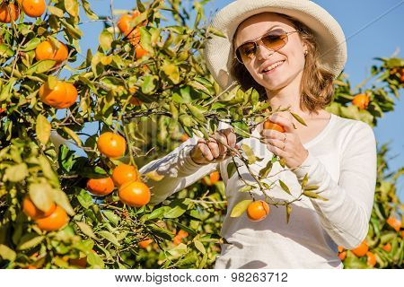 Caucasian girl harvesting mandarins and oranges in organic farm