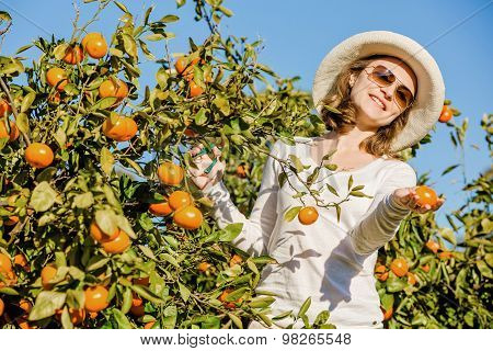 Caucasian girl harvesting mandarins and oranges in organic farm