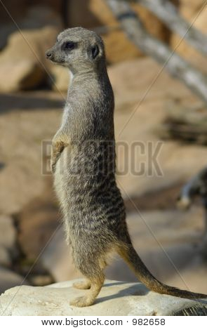 Klasik Meerkat poz