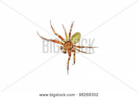 Orange Green Spider On A White Background
