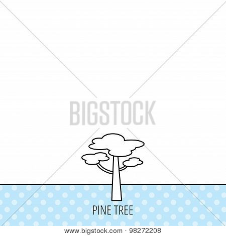 Pine tree icon. Forest wood sign.