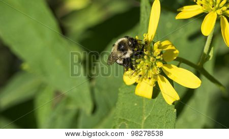 Bumble Bee on Common Wingstem Yellow Bloom.