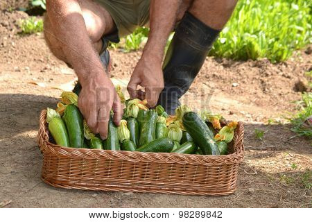 Farmer collecting zucchini basket from crop.