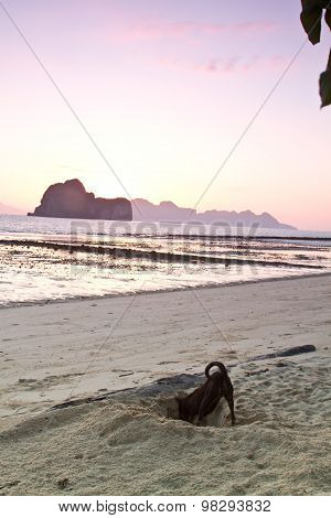 Black Dog At The Beach Krabi Thailand In The Morning