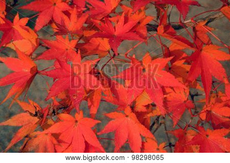 Momiji leaves in fall colors, Japan
