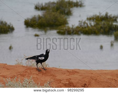 The Australian Magpie in black and white