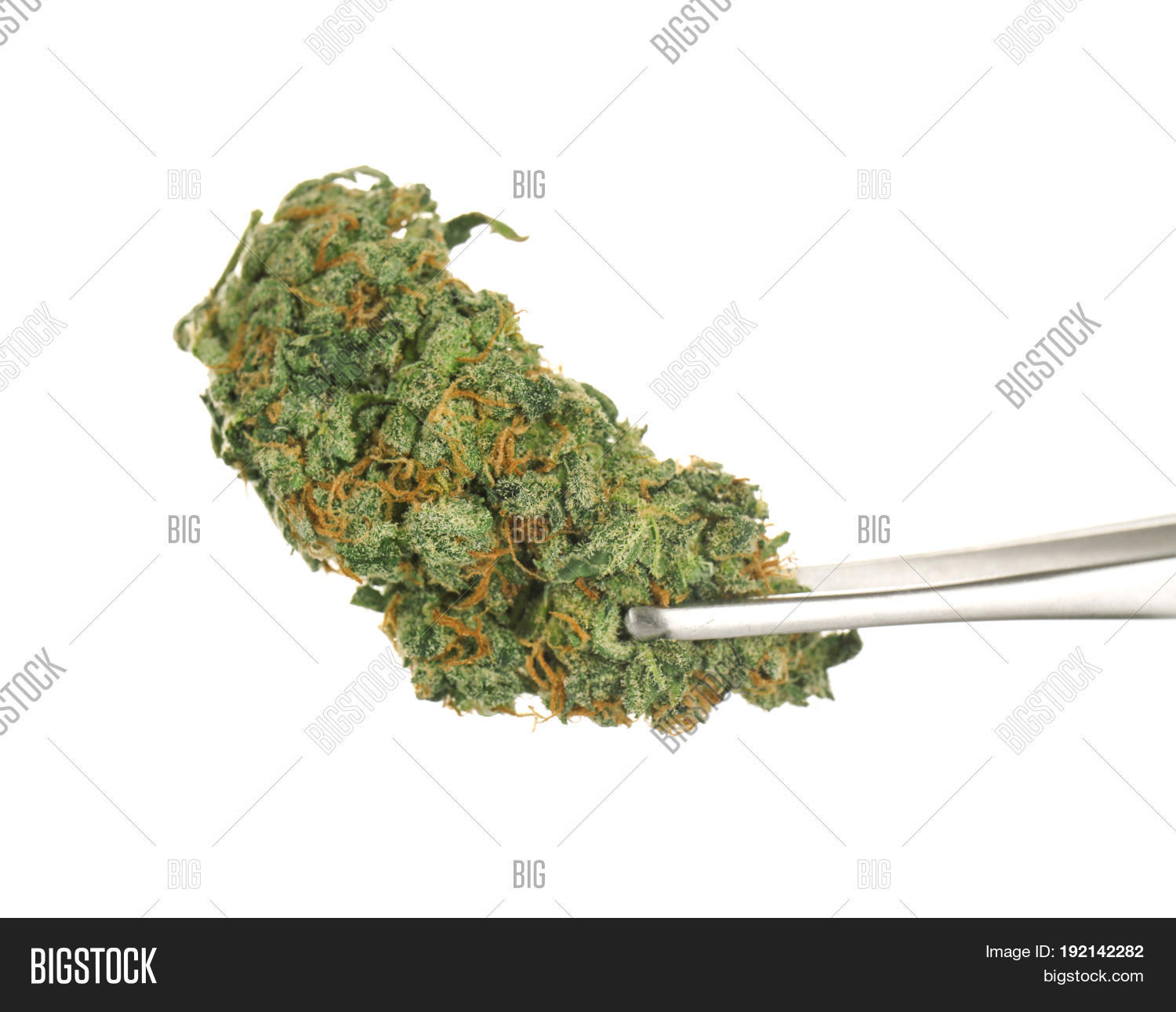 Tweezers Weed Bud On Image & Photo (Free Trial) | Bigstock