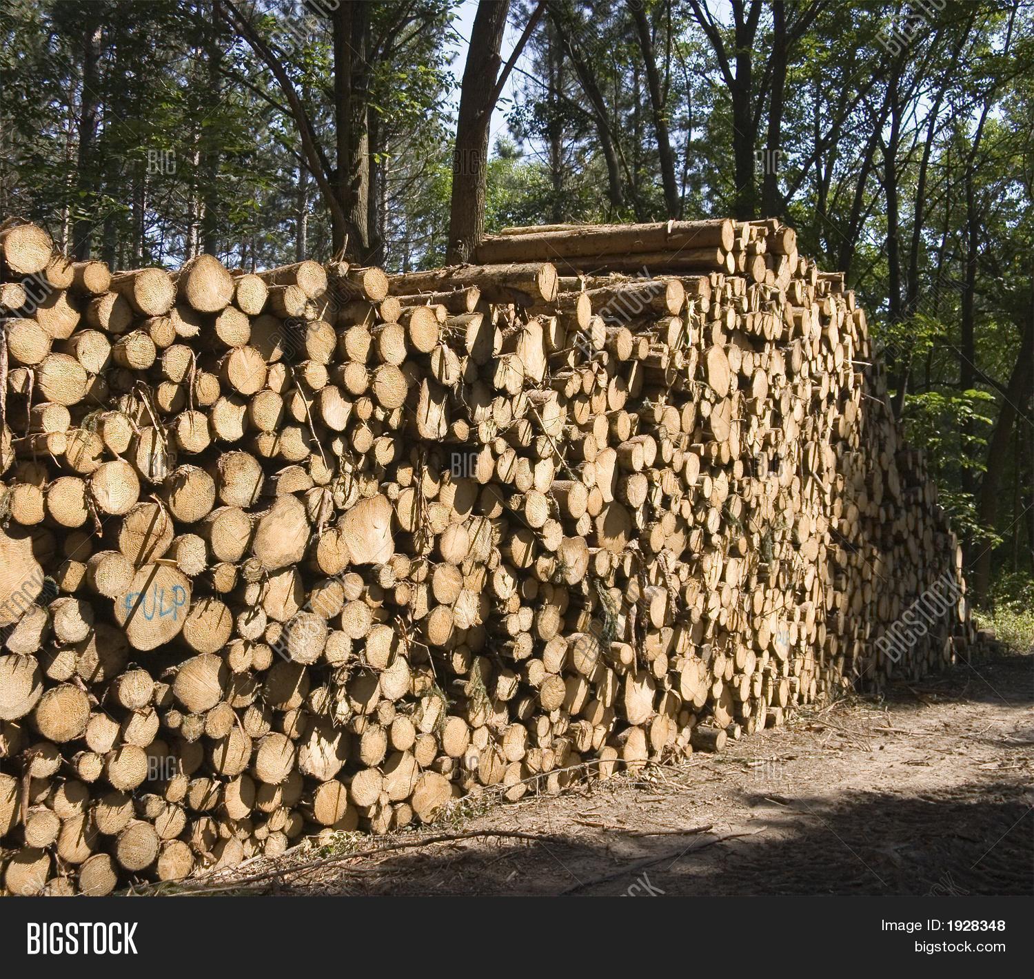 Pulp Wood Pine Logs Image & Photo (Free Trial) Bigstock