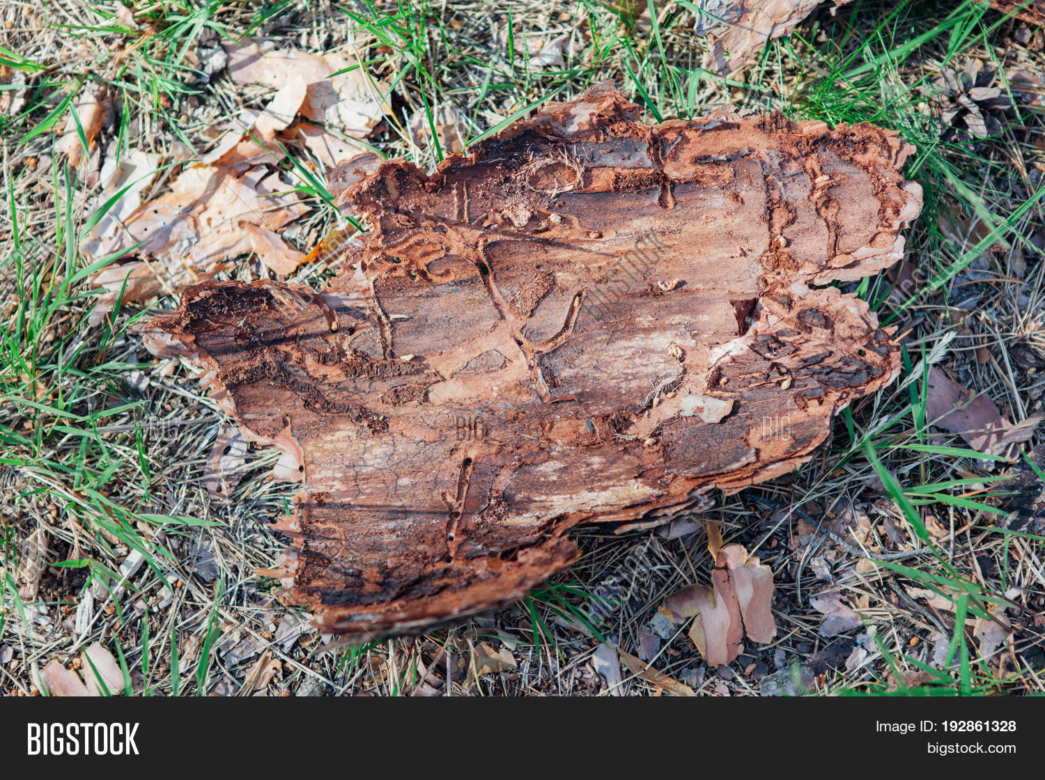 Piece Tree Bark On Image & Photo (Free Trial) Bigstock
