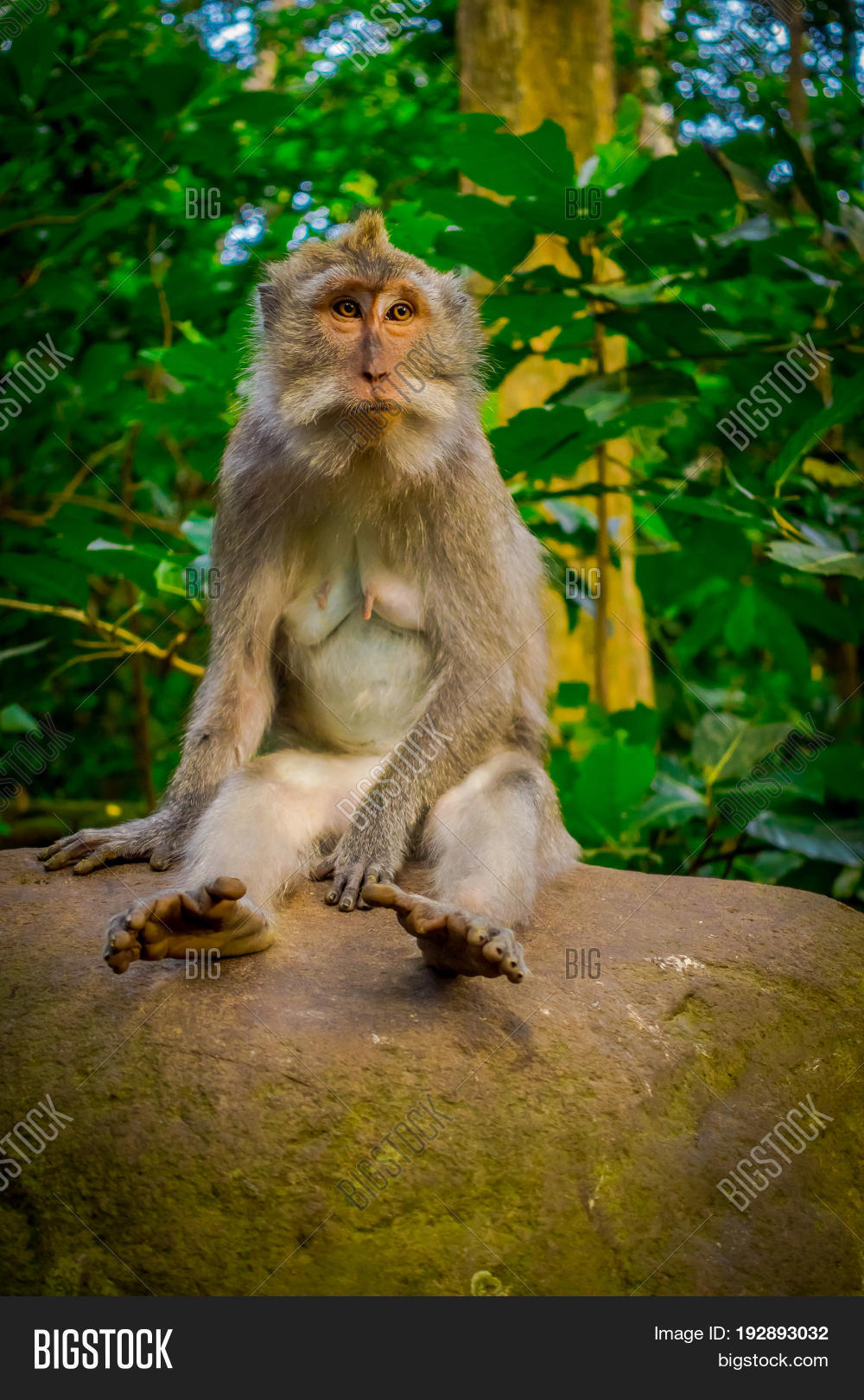 Long-tailed Macaques Image & Photo (Free Trial) | Bigstock