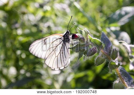 The Butterfly Is White With Transparent Wiry Wings