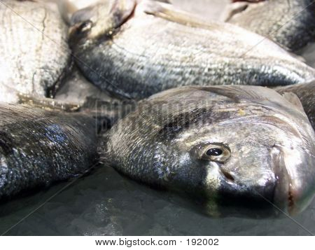 Fisch 001