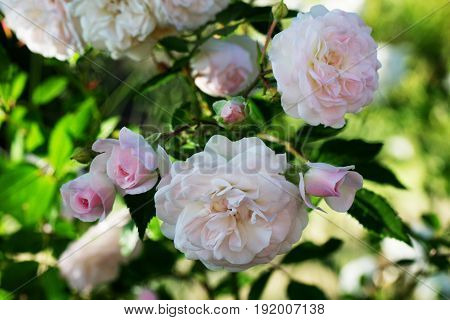Rose flower closeup. Spring flower of pink rose. Closeup of pink rose spring flower. Spring flower background