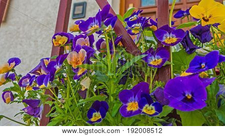 Colorful flowers on a sunny spring day