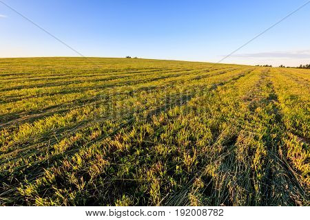 Cultivated Land In The Countryside On A Summer.