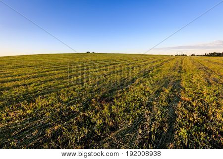 Cultivated Land In The Countryside On A Summer.