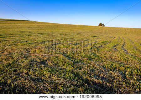 Cultivated Land In The Countryside On A Summer.