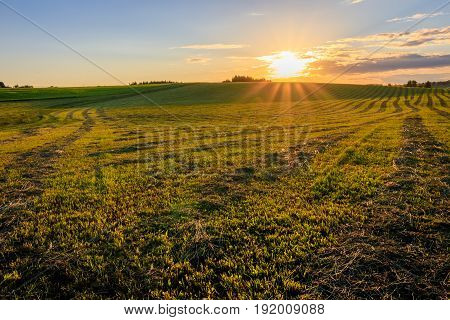 Sunset At Cultivated Land In The Countryside On A Summer.
