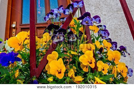 beautiful flowers on a sunny spring day