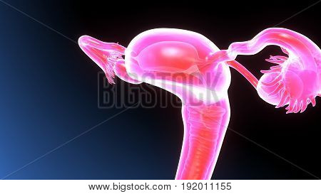 3D illustration of  female reproduction system .female body organ